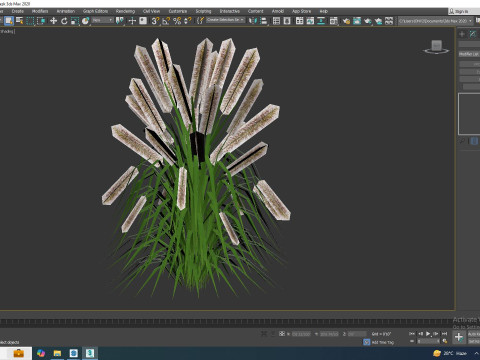 Pennisetum alopecuroides 3D 모델