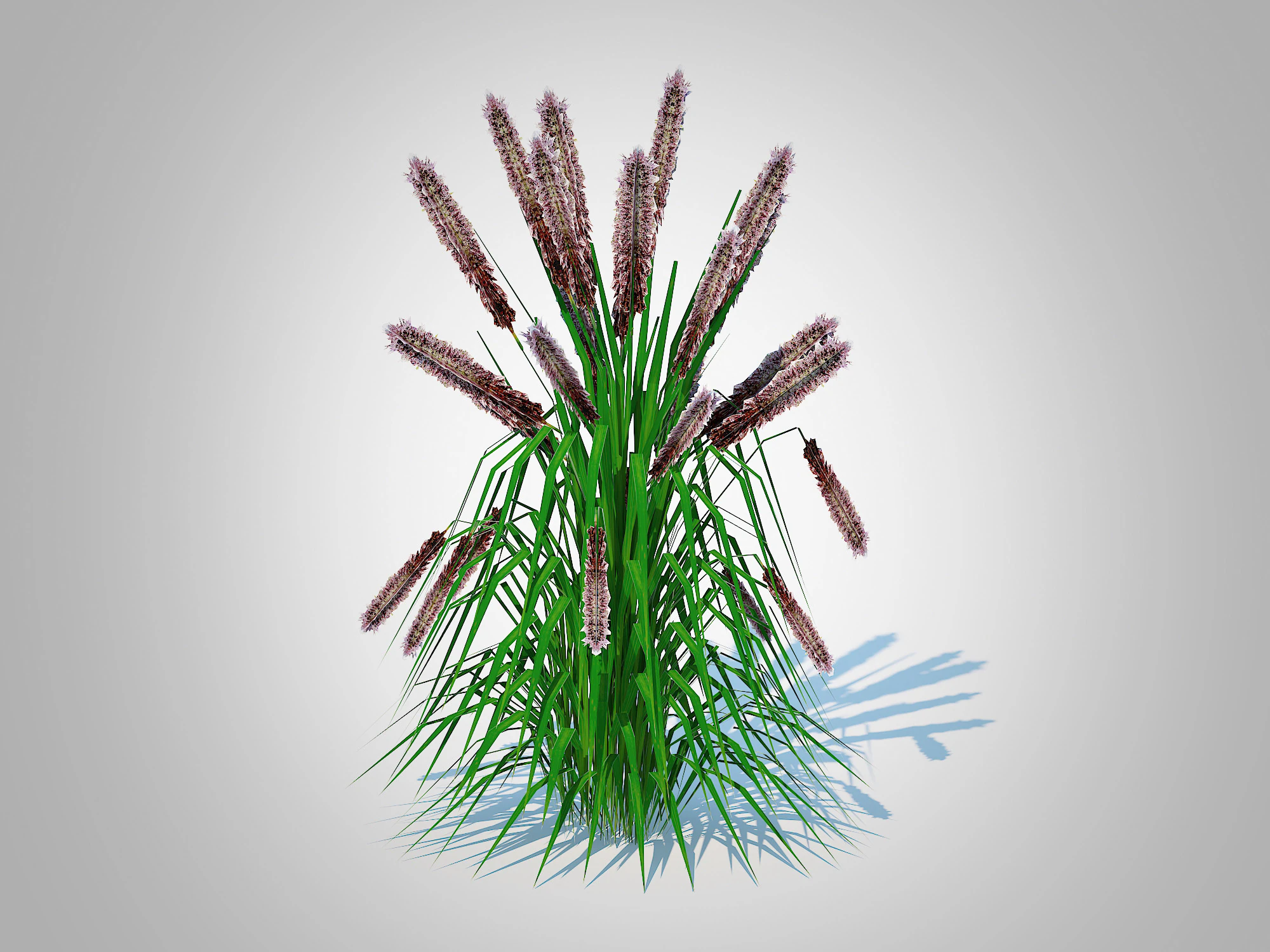 Pennisetum alopecuroides - Moudry Fountain Grass 3D Model .c4d .max .obj .3ds .fbx .stl .blend 