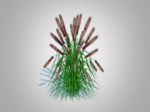 Pennisetum alopecuroides - Moudry Fountain Grass 3D Model
