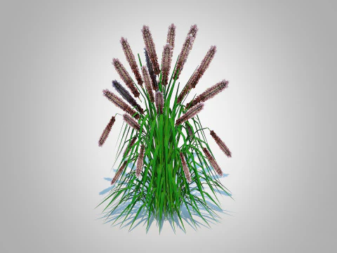 Pennisetum alopecuroides - Moudry Fountain Grass 3D Model