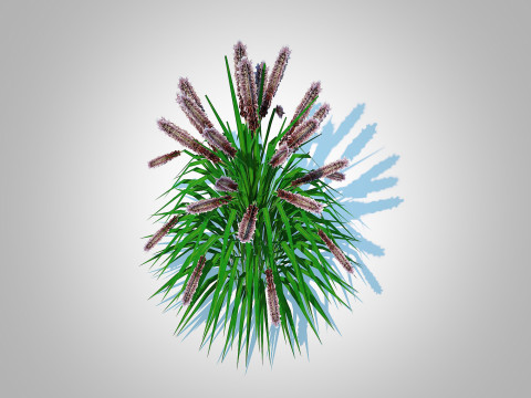 Pennisetum alopecuroides - Moudry Fountain Grass 3Dモデル