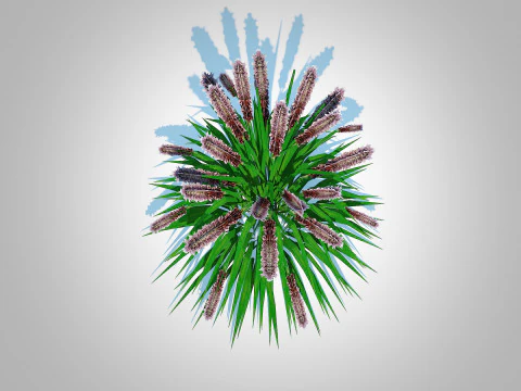 Pennisetum alopecuroides - Moudry Fountain Grass 3D Model