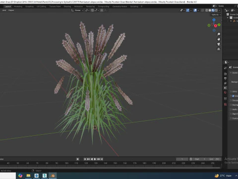 Pennisetum alopecuroides - Moudry Fountain Grass 3D Model