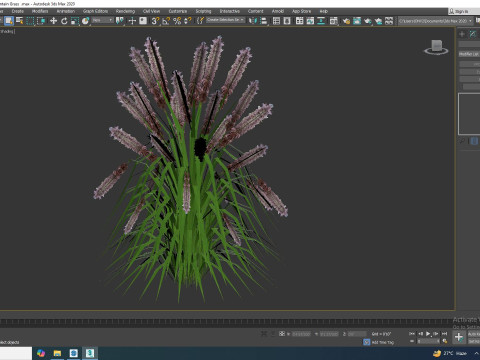 Pennisetum alopecuroides - Moudry Fountain Grass 3Dモデル