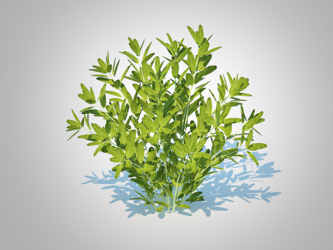 Sage 3D Model