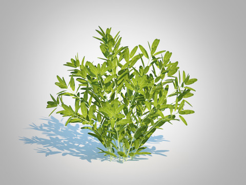 Sage 3D Модель