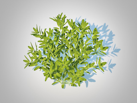 Sage 3D Модель