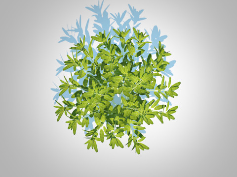 Sage 3D Модель
