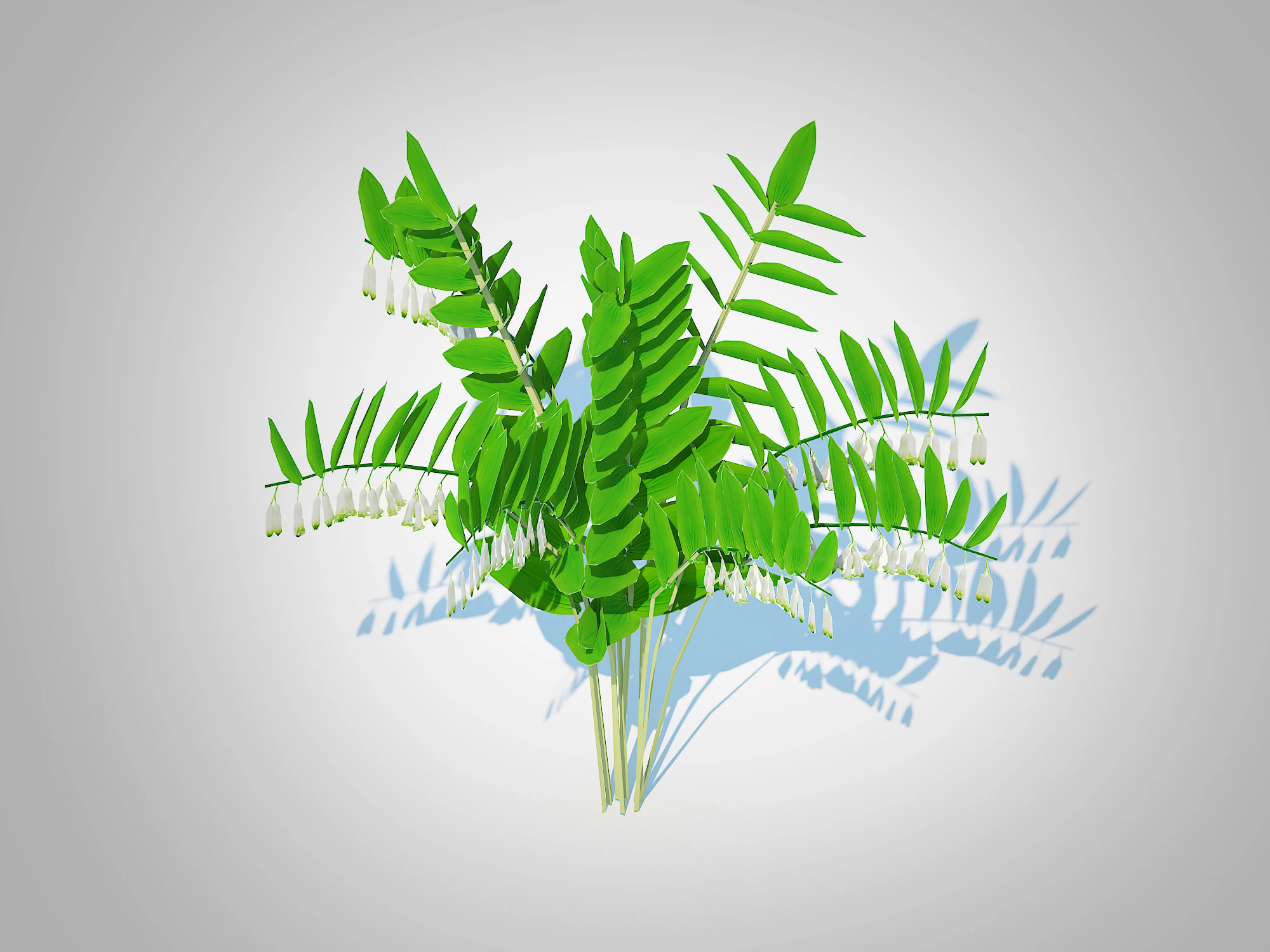 Polygonatum-Solomon Seal 3D Model .c4d .max .obj .3ds .fbx .stl .blend 
