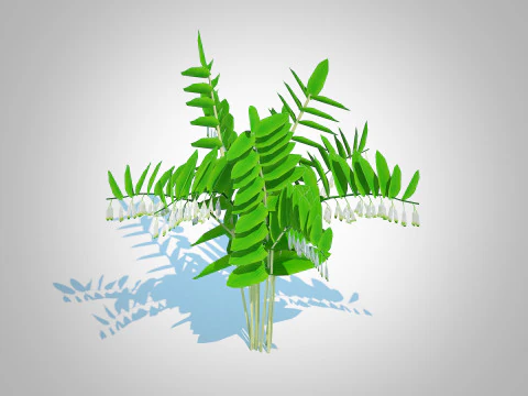 Polygonatum-Solomon Seal 3D Model