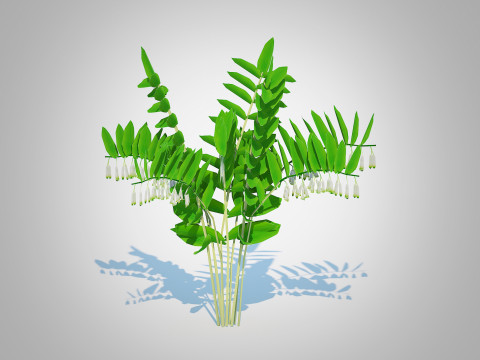 Polygonatum-Solomon Seal 3Dモデル