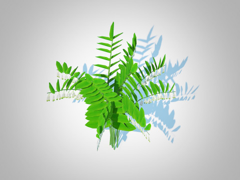 Polygonatum-Solomon Seal 3Dモデル