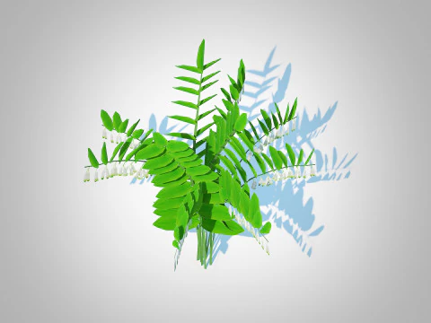 Polygonatum-Solomon Seal 3D Model