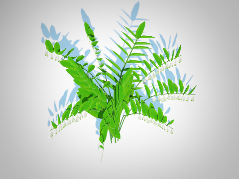 Polygonatum-Solomon Seal 3Dモデル
