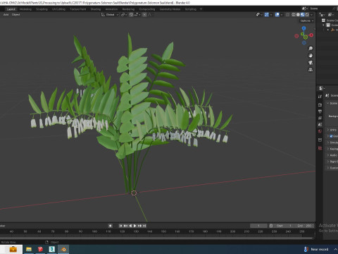 Polygonatum-Solomon Seal 3Dモデル
