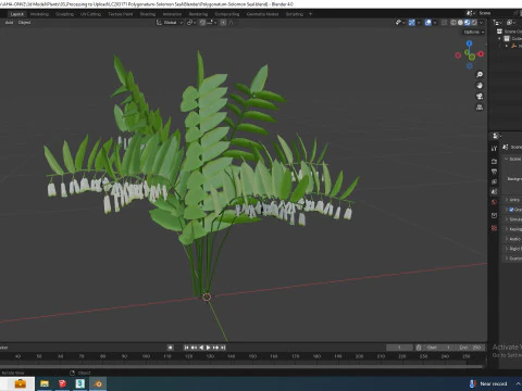 Polygonatum-Solomon Seal 3D Model