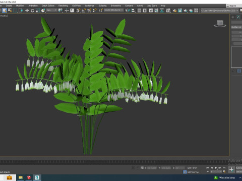Polygonatum-Solomon Seal 3Dモデル