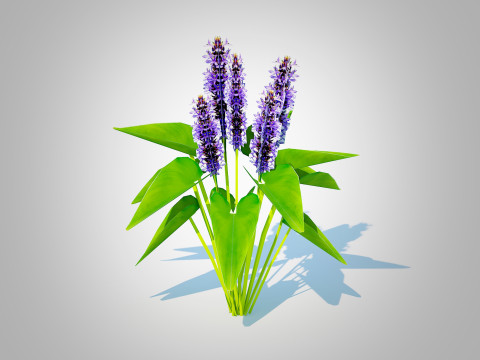 Pontederia cordata-pickeral rush 3D Model
