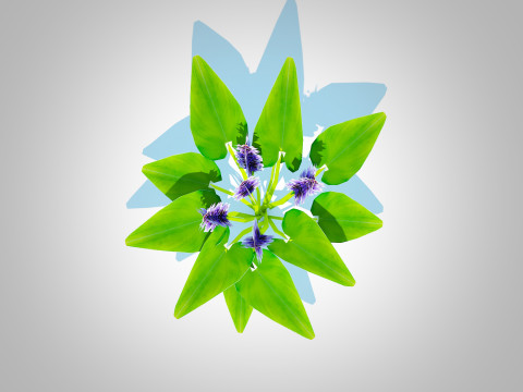 Pontederia cordata-pickeral rush 3Dモデル