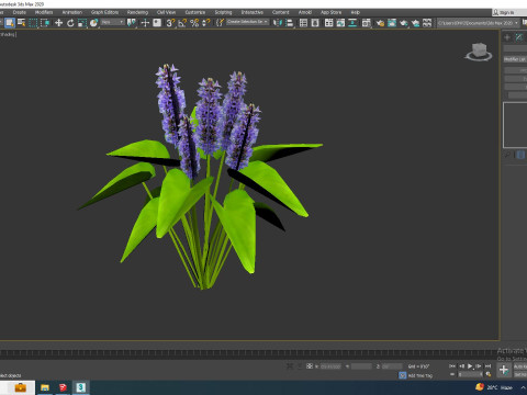 Pontederia cordata-pickeral rush 3Dモデル