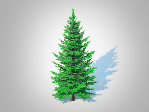 Abies Concolor - Silver Fir - Small Modelo 3D
