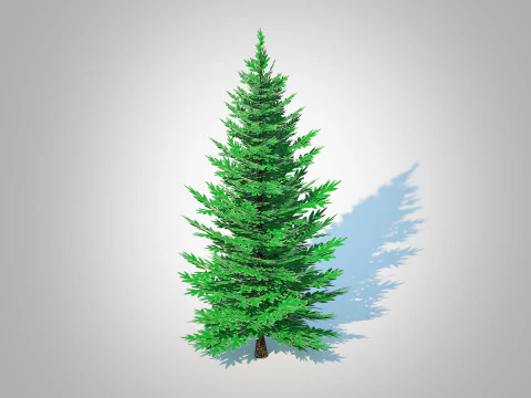 Abies Concolor - Пихта серебристая - Маленький 3D Модель