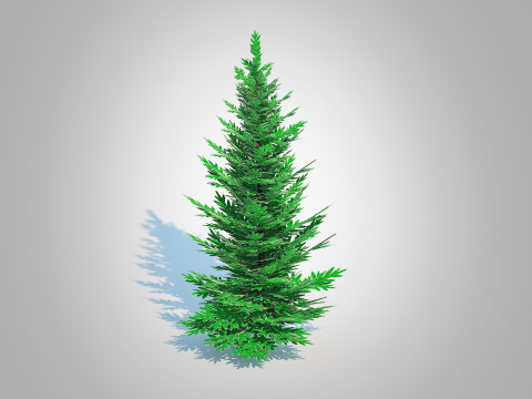 Abies Concolor - Silver Fir - Small Model 3D