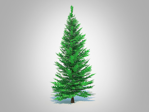 Abies Concolor - Silver Fir - Small Model 3D