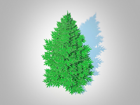 Abies Concolor - Silver Fir - Small Model 3D