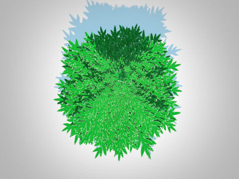 Abies Concolor - Silver Fir - Small Model 3D