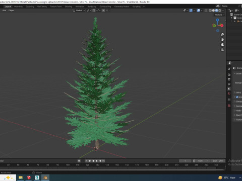 Abies Concolor - Silver Fir - Small Model 3D