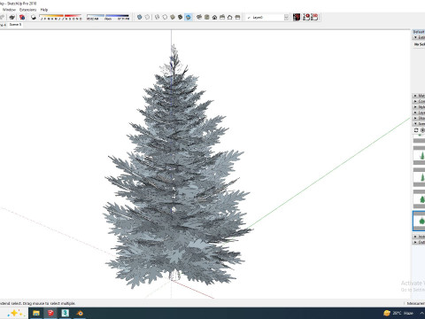 Abies Concolor - Silver Fir - Small Model 3D