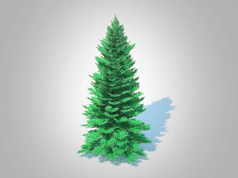 Abies Concolor - Пихта серебристая - Средняя 3D Модель