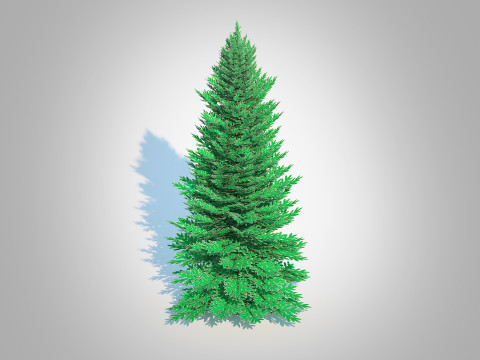 Abies Concolor - Silver Fir - Medium Modèle 3D