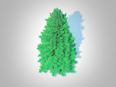 Abies Concolor - Silver Fir - Medium Modèle 3D