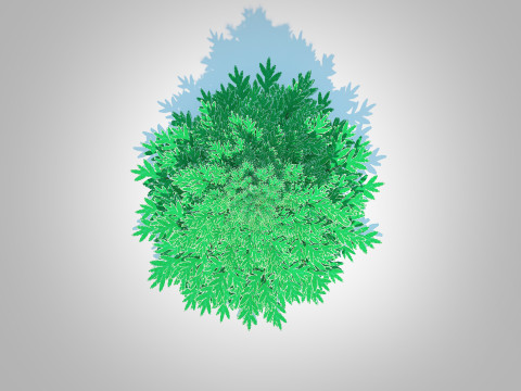 Abies Concolor - Silver Fir - Medium Modèle 3D