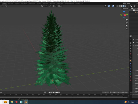 Abies Concolor - Silver Fir - Medium Modèle 3D