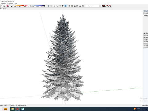Abies Concolor - Silver Fir - Medium Modèle 3D