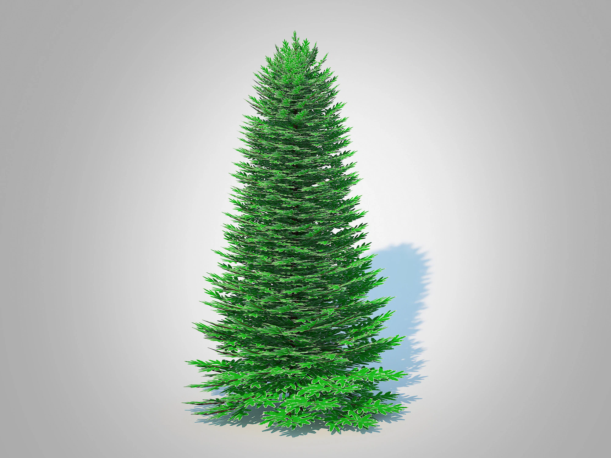 Abies Concolor - Silver Fir - Large 3D Model .c4d .max .obj .3ds .fbx .stl .blend 