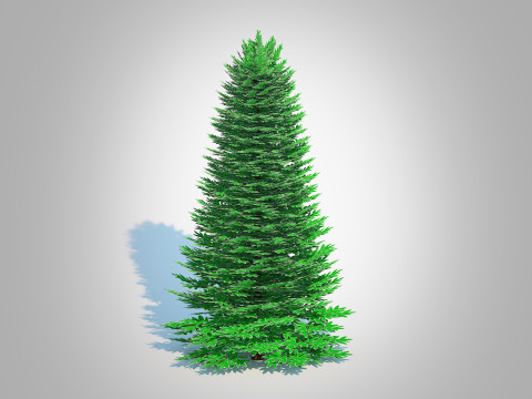 Abies Concolor - Silver Fir - Large 3D Model