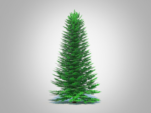 Abies Concolor - Silver Fir - Large 3D Model