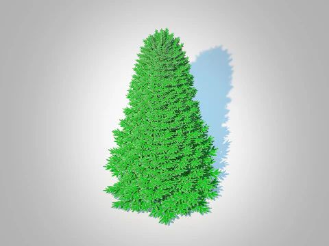 Abies Concolor - Silver Fir - Large 3D Model