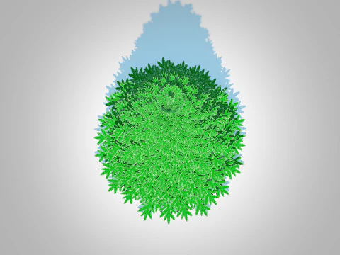 Abies Concolor - Silver Fir - Large 3D Model