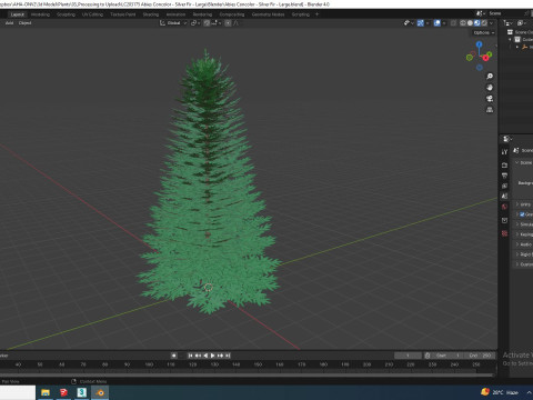 Abies Concolor - Silver Fir - Large 3D Model