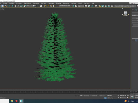 Abies Concolor - Silver Fir - Large 3D Model