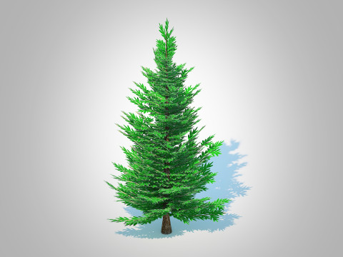 Abies fraseri- Fraser Fir -Small Modelo 3D