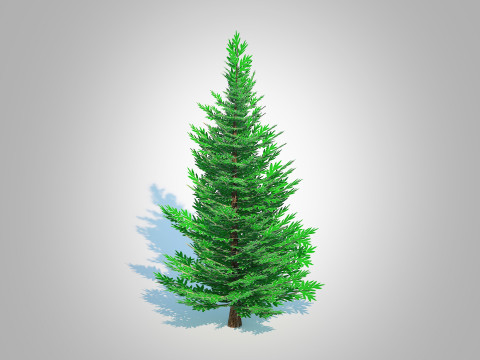 Abies fraseri- Fraser Fir -Small Model 3D