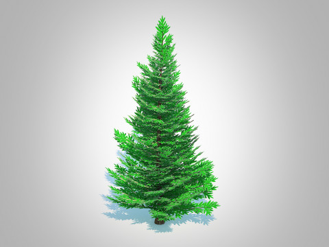 Abies fraseri- Fraser Fir -Small Model 3D