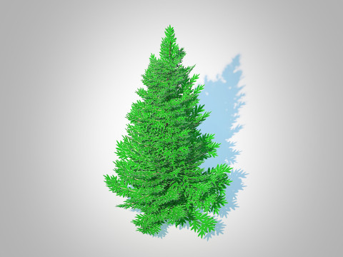 Abies fraseri- Fraser Fir -Small Model 3D
