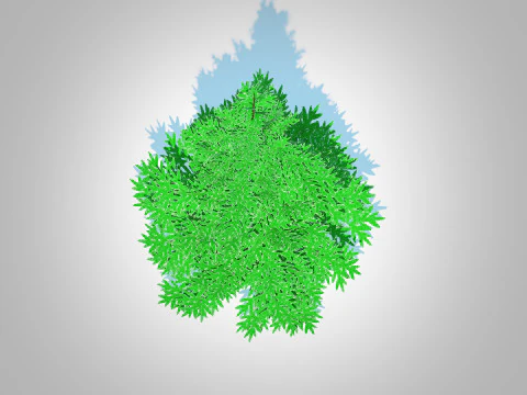 Abies fraseri- Fraser Fir -Small 3D Model